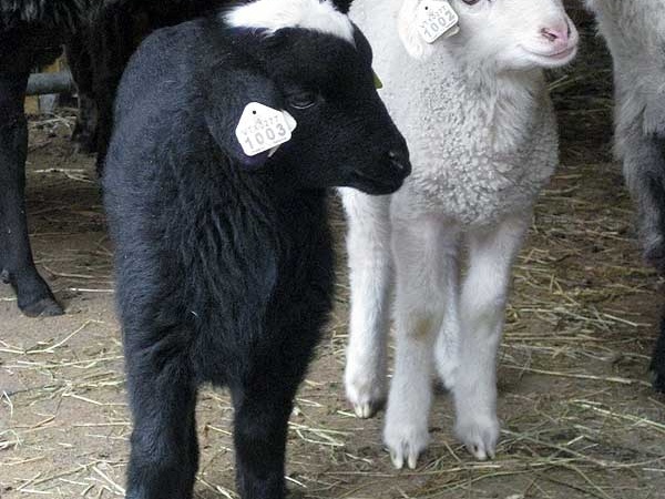 Twin Sisters