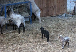 Twin Sister Ewe Lambs