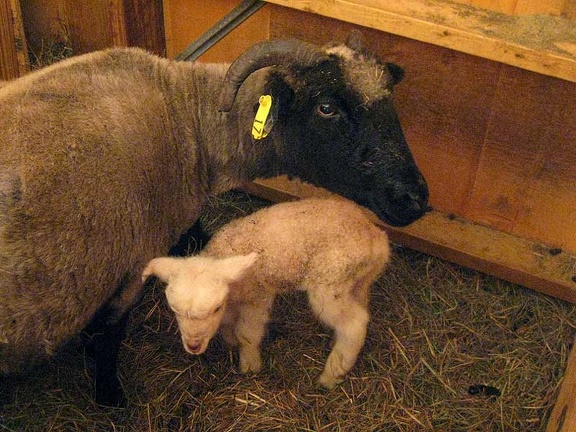 Aretha and White Ewe Lamb