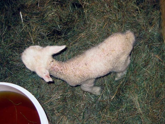 Aretha's White Ewe Lamb