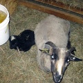 Zinnia and Lamb