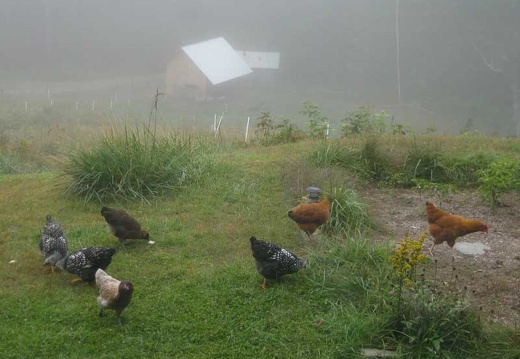 Chickens' Foggy Breakfast