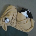 Dogs in a Blanket (Film)