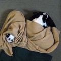 Still Life: Dogs in a Blanket
