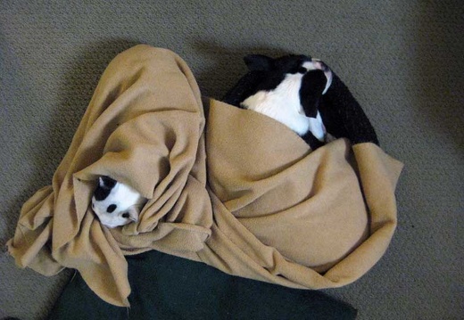 Still Life: Dogs in a Blanket