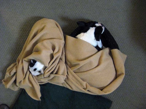 Still Life: Dogs in a Blanket