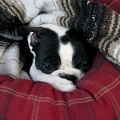 Resting