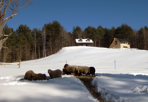 Our Farmhouse and Sheep