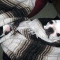 Dogs in a Blanket