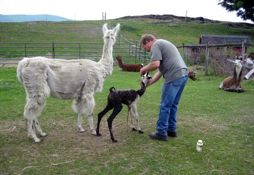 Cleaning the Cria
