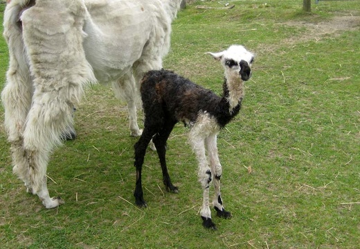 Baby Llama!