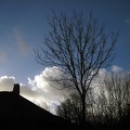 Glastonbury Tor and Tree
