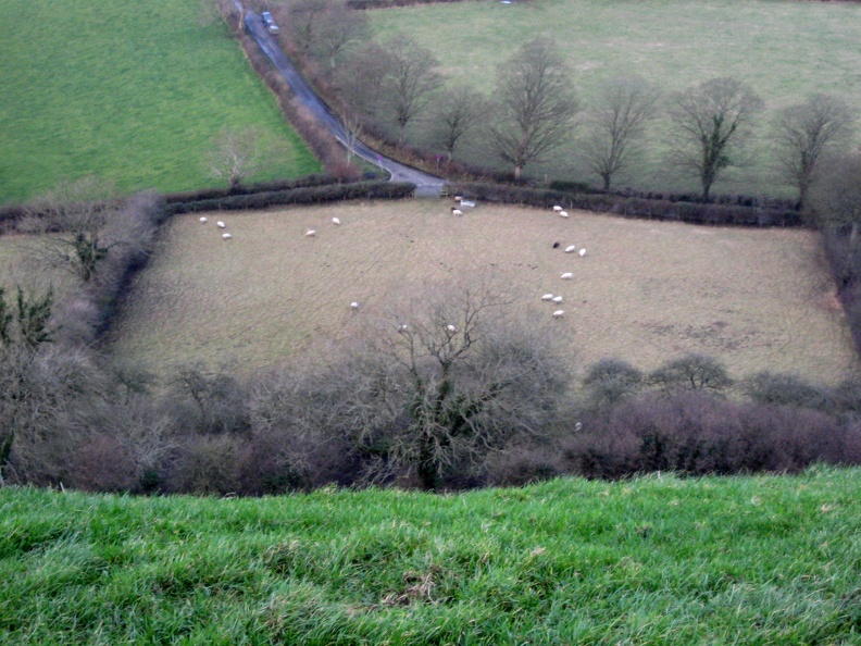 Sheep as Seen from Glastonbury Tor
