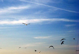 Maldon Seagulls