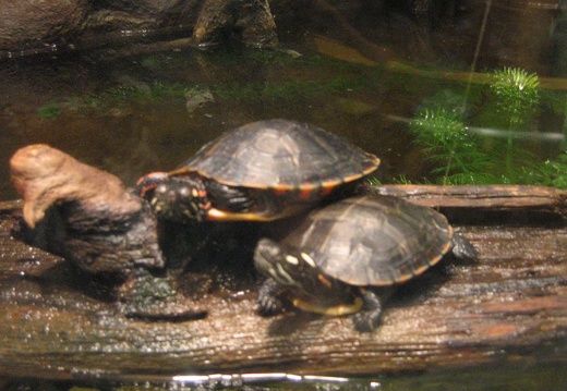 Turtle Couple