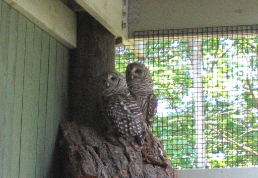Shy Owls