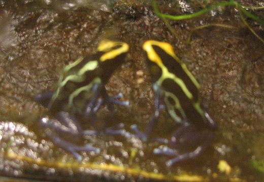 Blurry Frogs