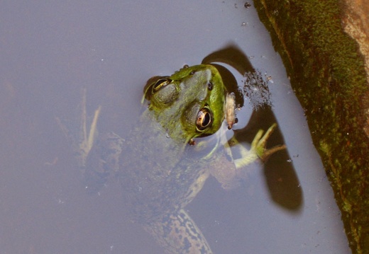 Another Frog!