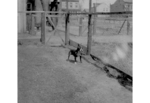 Rex the Boston Terrier on Palm Sunday (April 10,1933)