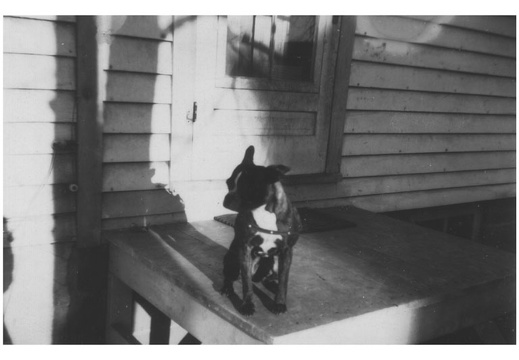 Tuffy the Boston Terrier in 1946