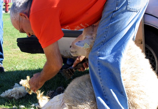 Sheep Shearing Closeup