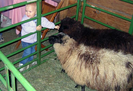 Kid with Shetland Sheep