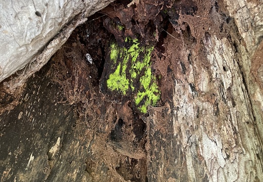 green-fungi-on-ash
