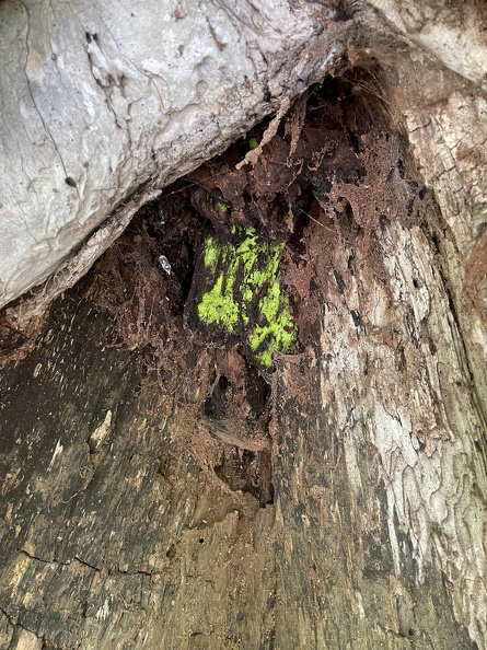 green-fungi-on-ash.jpg
