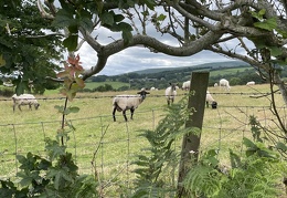 Sheep Through the Hedge
