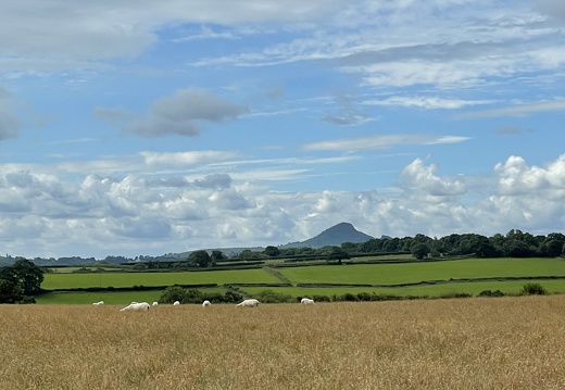 Sheep with Skirrid Mountain in Background
