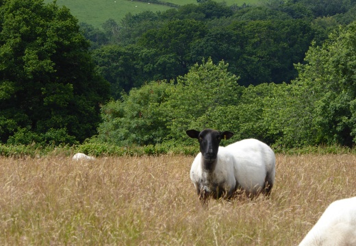 Concerned Sheep