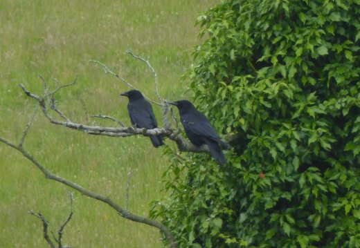 Mated Pair of Ravens