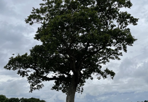 Close-up of Wishing Tree in Devon
