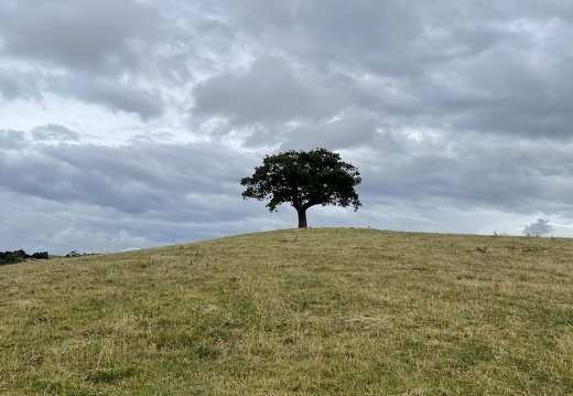 Approaching the Wishing Tree in Devon