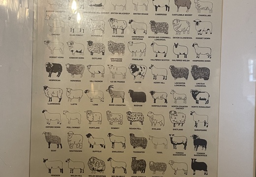 Poster of British Sheep Breeds Inside Lambs Inn