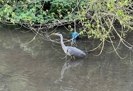 Heron and Blue Football in Verulamium Park in St Albans, England