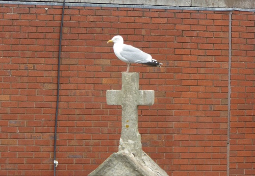 A Seagull Contemplating on a Stone Cross