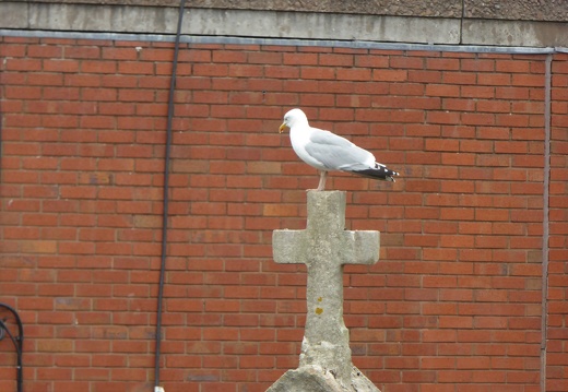 Seagull on Stone Cross II