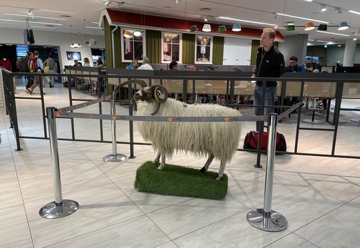 Icelandic Sheep Greets Us in Keflavík Airport