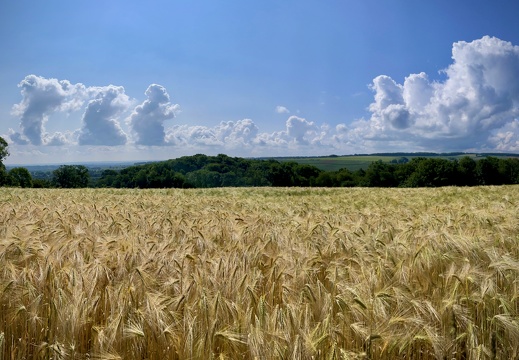 A Grain Field and Stunning Views in The Cotswolds