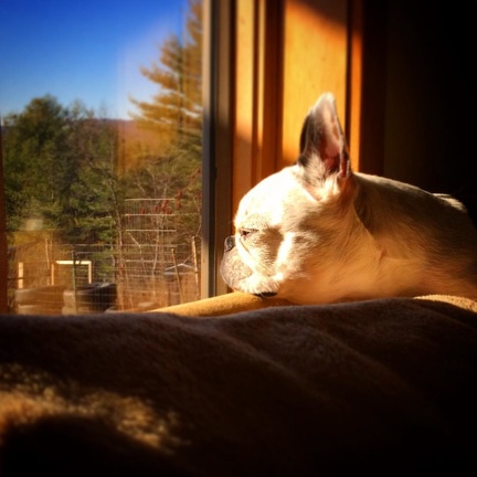 Haley takes in the view. #dog #dogslife