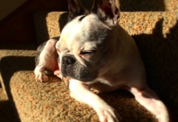 Haley is thankful for sunny spots on cold days. #thanksgiving
