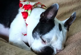 Plum tuckered out little cowgirl. #haley #dog #bostonterrier