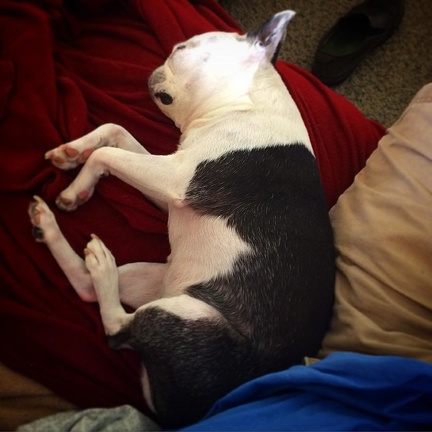 Poor Haley is knackered after all the fireworks that stressed the hell out of her last night. #dog #bostonterrier