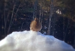 Cold Mourning Dove