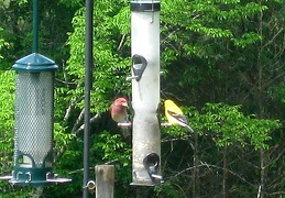 Pine Grosbeak and Goldfinch