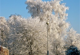 More Pretty Frosted Trees