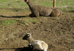 Llama, Ewe & Lamb