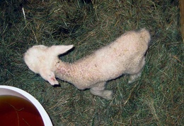 Aretha's White Ewe Lamb