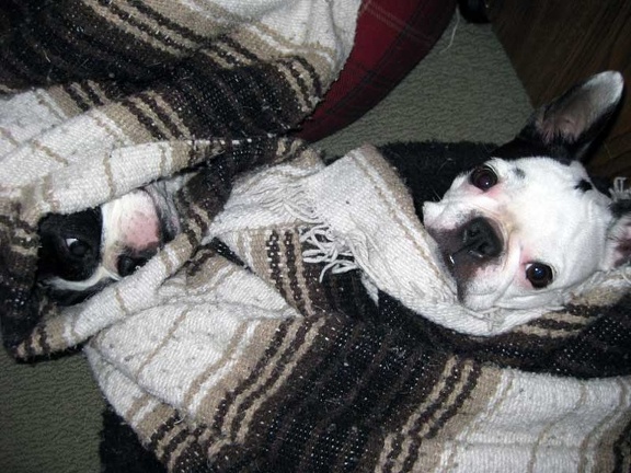 Dogs in a Blanket